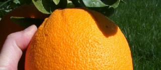 Dvortygirl_Orange Dvortygirl_Orange