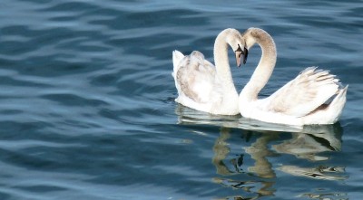 swans