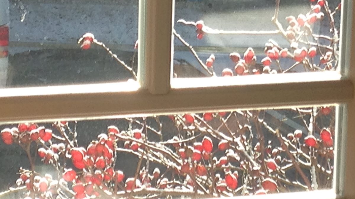 Blick aus Fenster auf rote Hagebutten