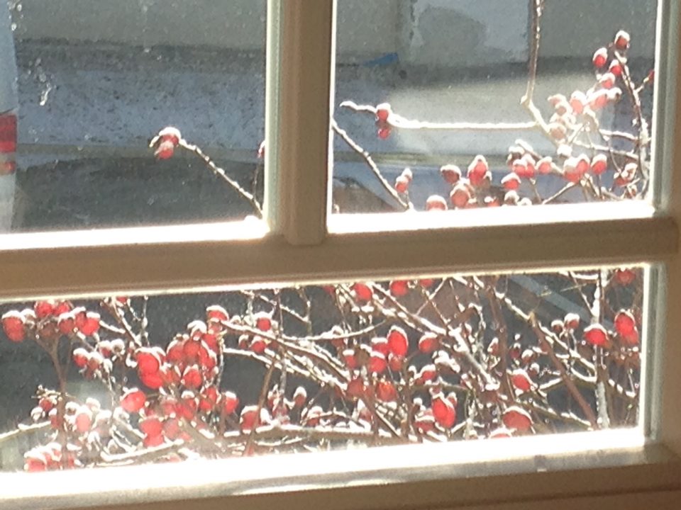 Blick aus Fenster auf rote Hagebutten